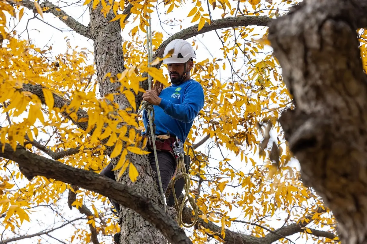 Skilled Tree Trimming crew working in Koyuk